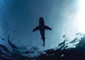 Shark